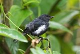 White-sided Flowerpiercerborder=